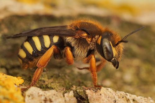 Réf. 270 322 : Rhodanthidium septemdentatum